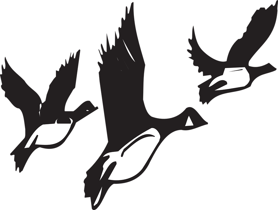 Migration Clipart Bird Fly - Birds Migrating Black And White (953x720)