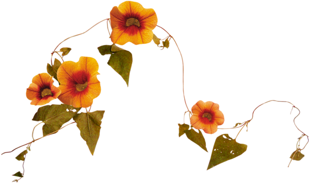 Album - Evergreen Rose (800x800)