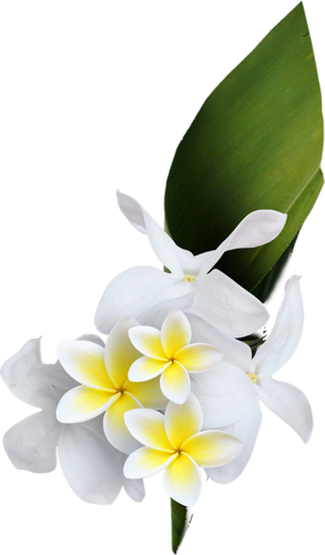 Floral Theme - Flower (293x500)