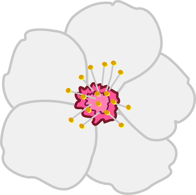 Almond Flower Png (640x639)