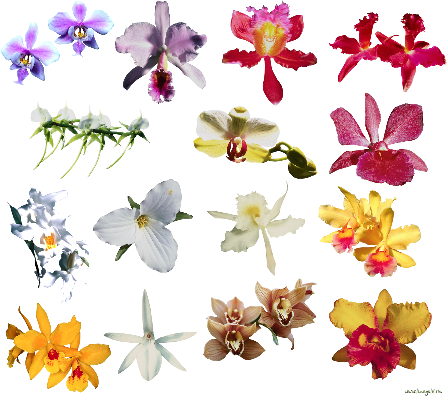 Png Клипарт "beautiful Orchids Flower" - Sshh Angel Sleeping Door Hanger (1600x1419)