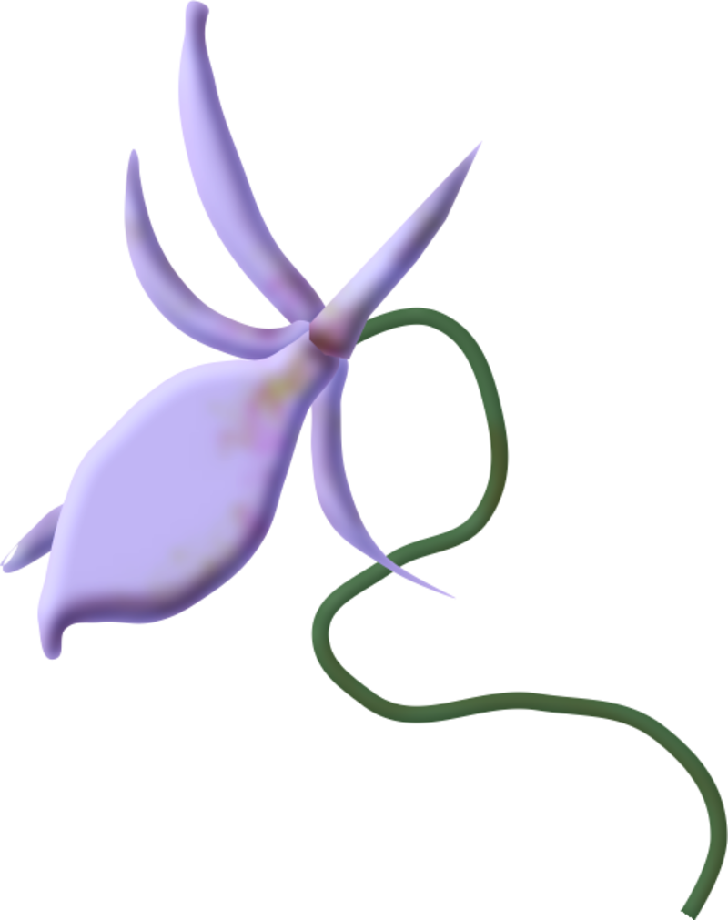 Fleurs - Moth Orchid (800x1011)