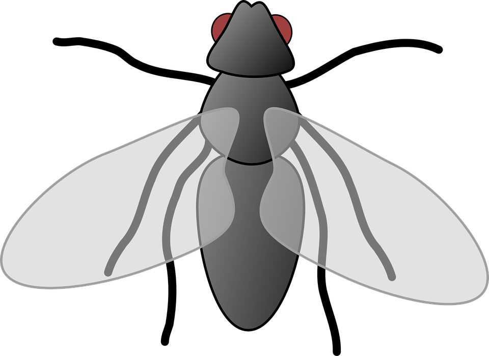 Top 91 Fly Clipart - Fly Cliparts (960x699)