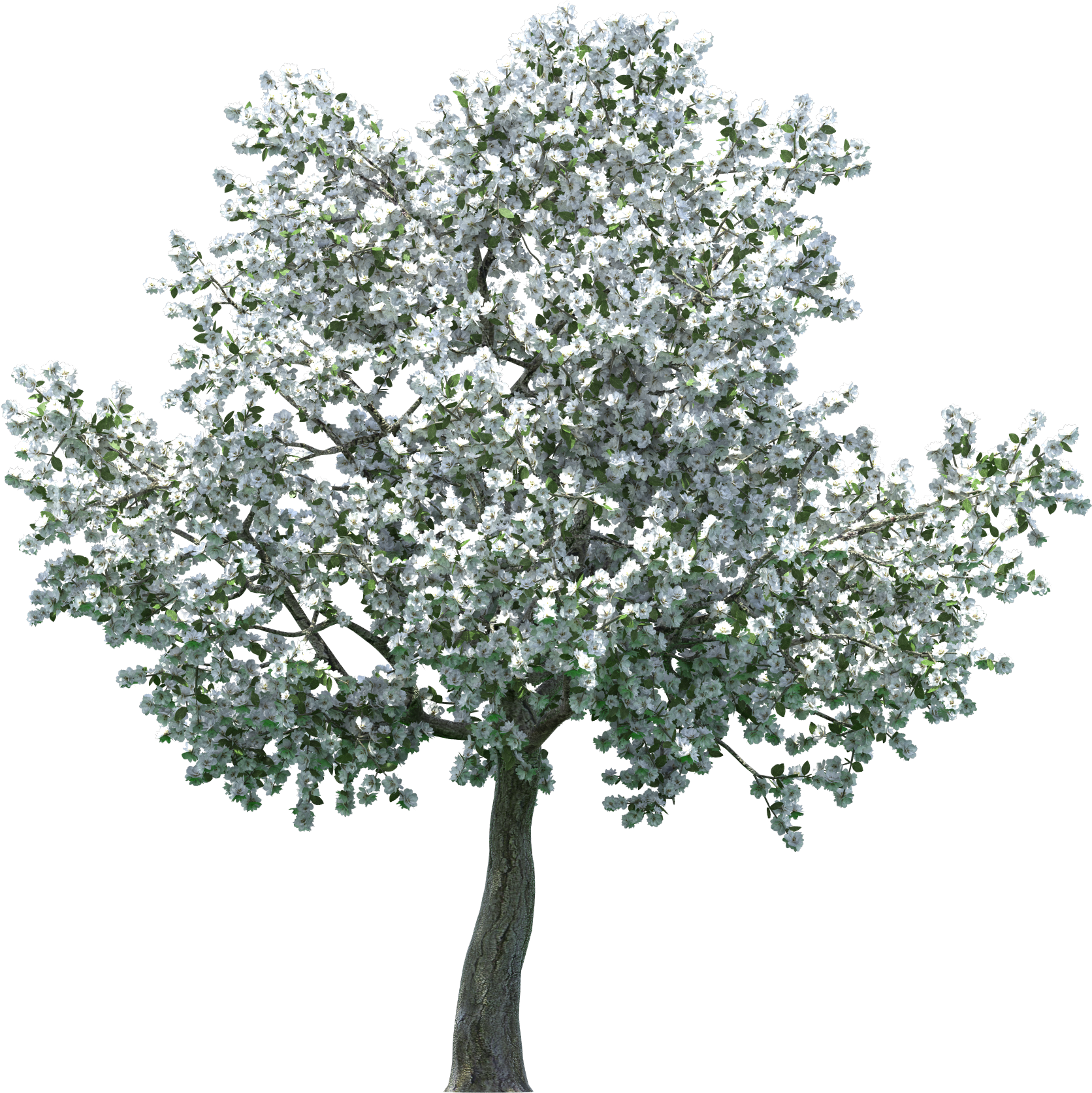 Realistic Blossom Tree Png Clip Art - Apple Blossom Tree Png (1736x1732)