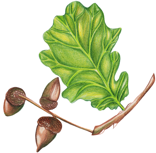 Hand Drawing By Markers A Branch Of An Oak - Oregon White Oak (550x546)