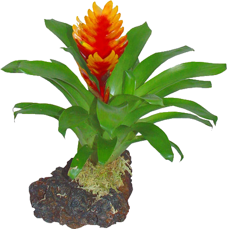 Hawaiian Tropical Flowers Photo By 1bt1 - Bromelia (500x500)