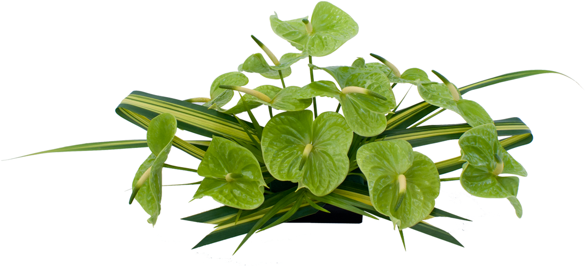Anthurium Hawaiian Flowers - Coriander Leaves Png (1200x1200)