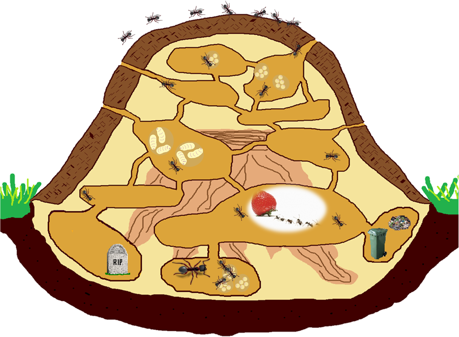 Nests - Ant Colony Clip Art (1502x1140)