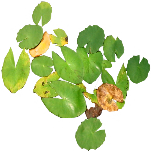 Lily Pad Flower Clipart Download - Plant Pathology (512x512)