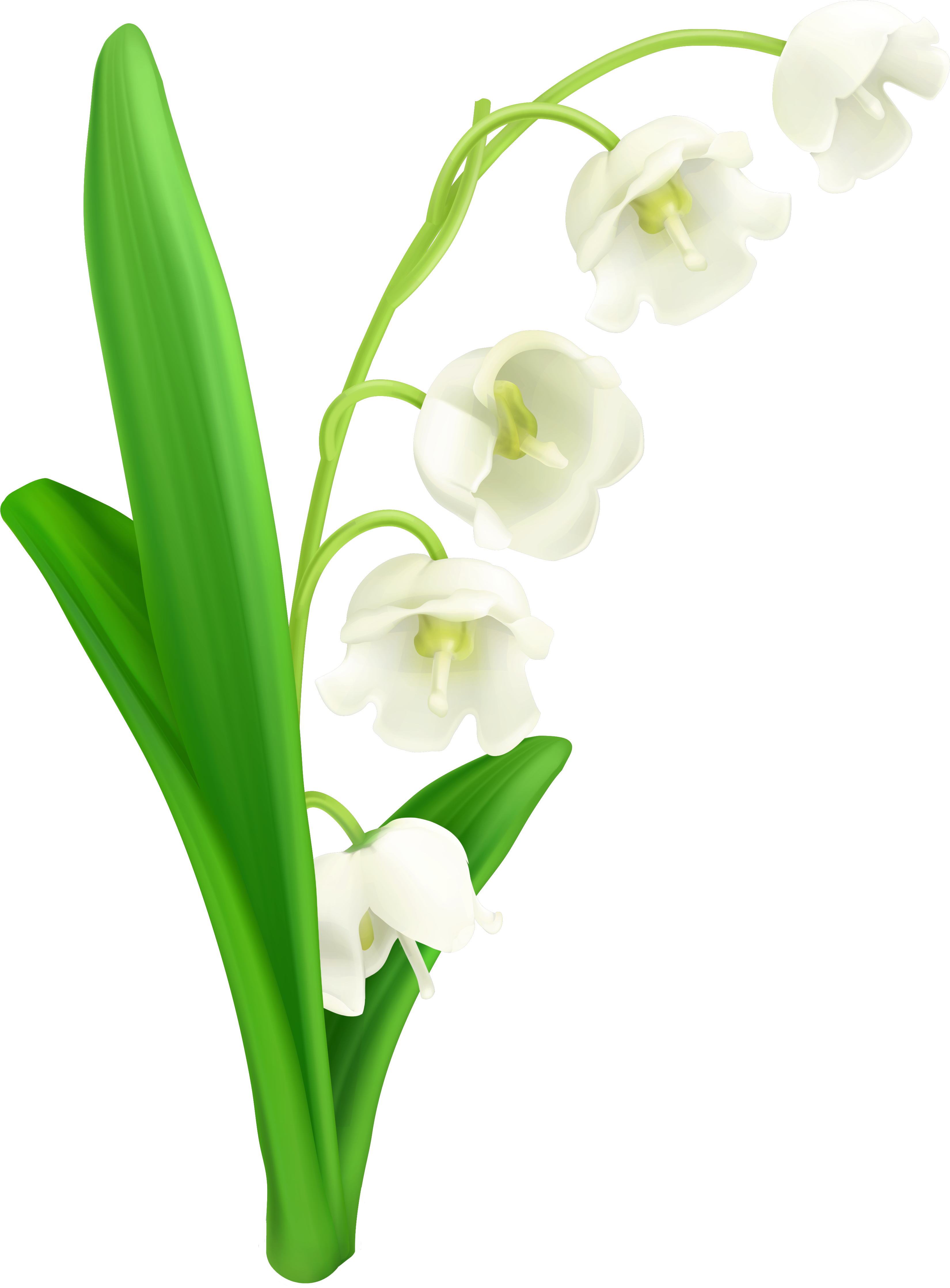 Lily Of The Valley Flower Clipart - Lily Of The Valley Clipart (3817x4798)
