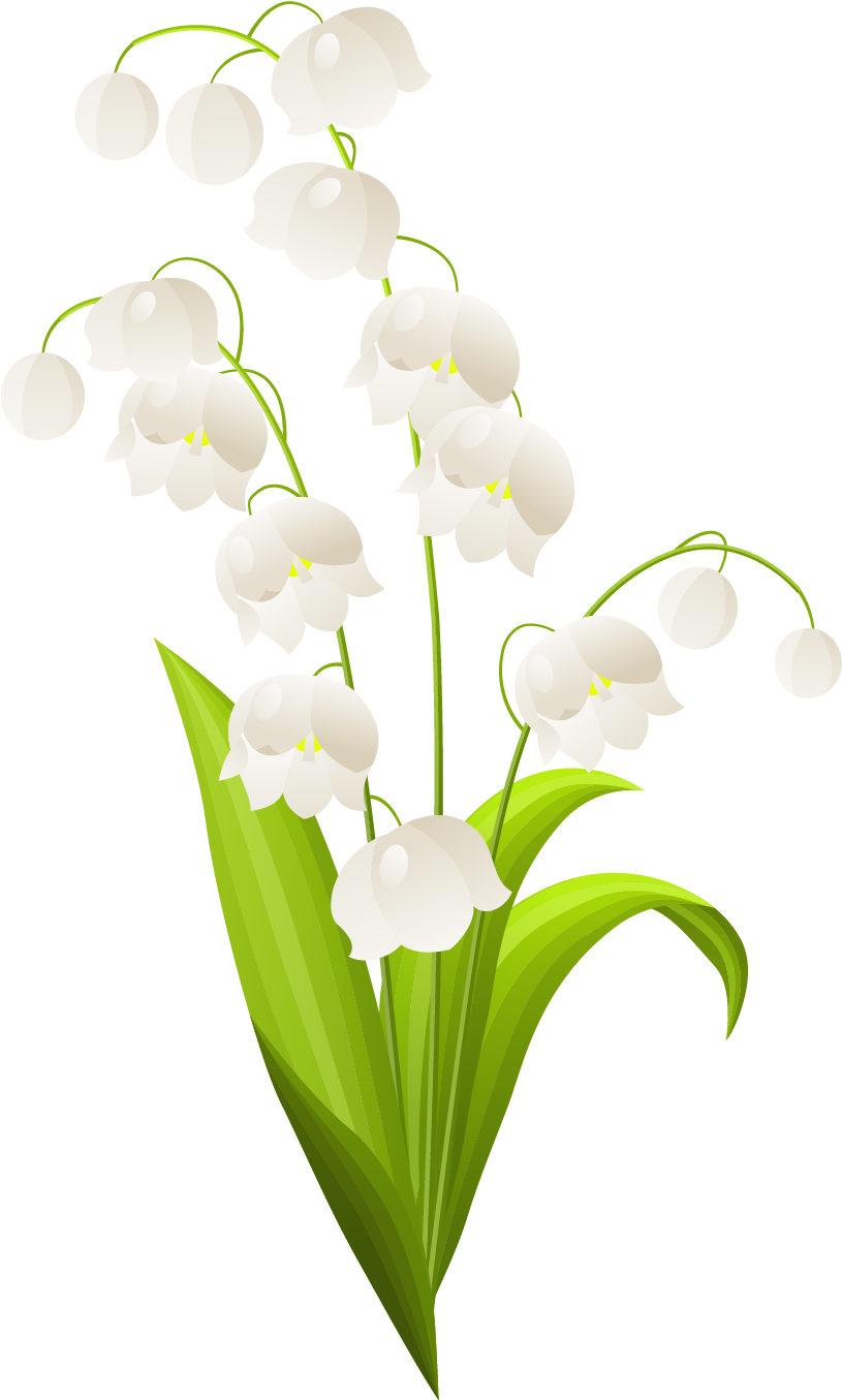 Lily Of The Valley Drawing (856x1394)