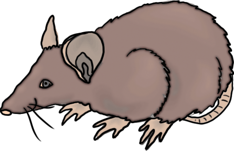 Rat Clip Art Image Tips - Free Clip Art Rat (480x310)
