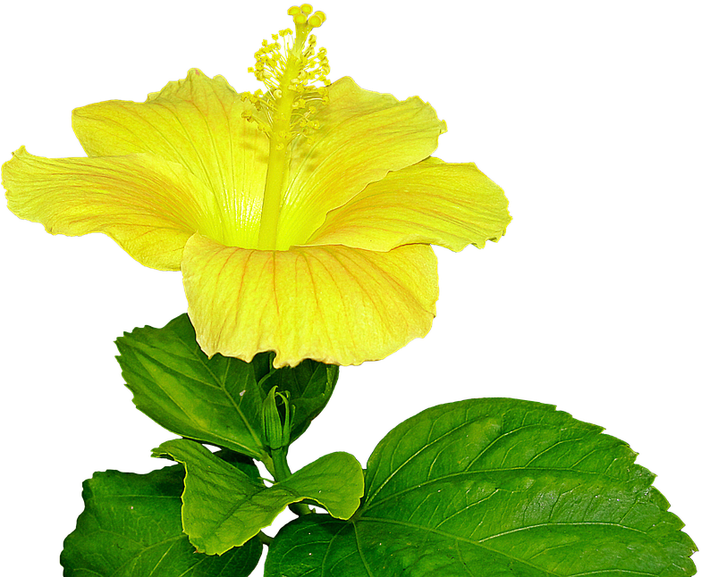 Yellow Hibiscus, Flower, Pistil, Plant - Bunga Sepatu Kuning Png (960x720)