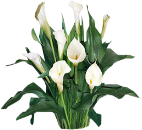 Free Yellow Hawaiian Flowers Clip Art - Lily Plant Png (512x512)