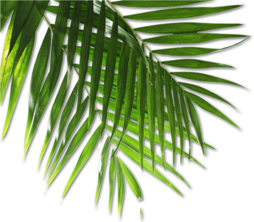 Royal Kona Luau 1 808 672 - Luau Png (500x438)