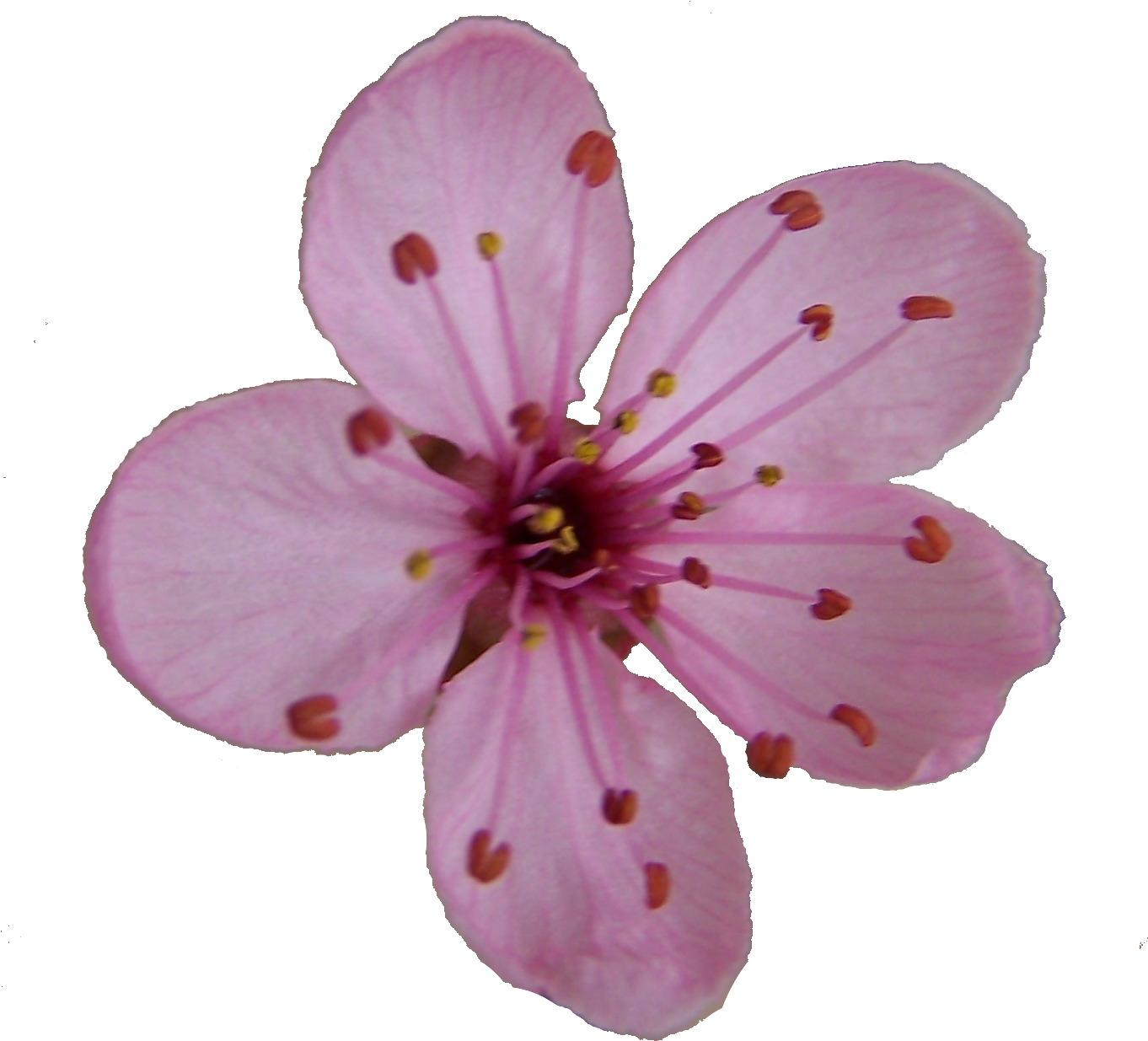 Cherry Blossom Flower Clipart - Cherry Blossom Single Flower (1394x1394)