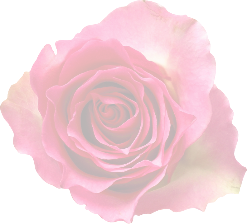 Pink Rose Flower Free Png Transparent Images Free - Rosa Transparente Png (792x720)