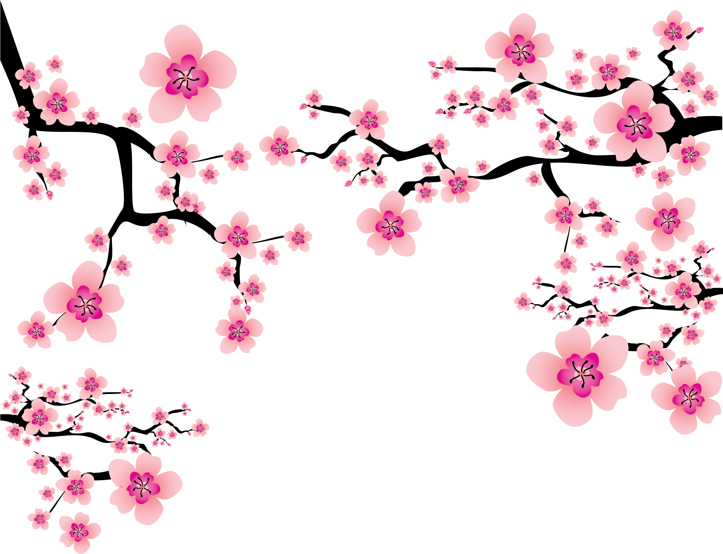 Cherry Blossom Plum Blossom Clip Art - Cherry Blossom Png (3261x2463)