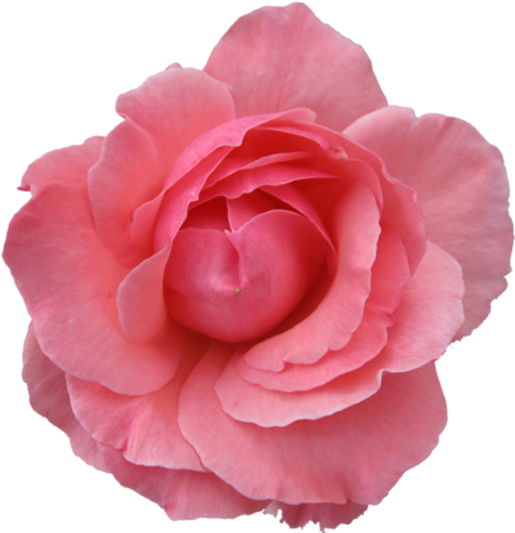 Pink Rose Clipart Japanese Rose - Pink Flower Transparent Background (600x595)