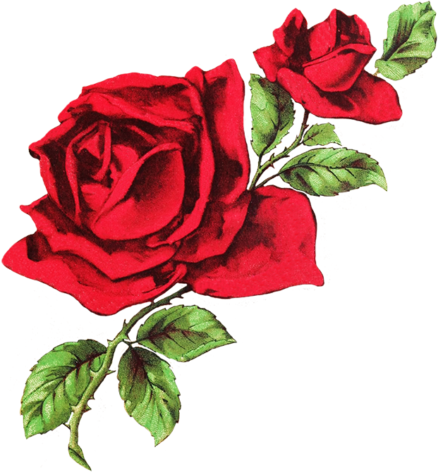 Photos Red Roses Drawing, - Aesthetic Rose Twitter Header (649x709)