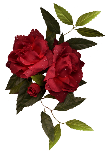 Dbv Rose Rose - Painting (362x491)