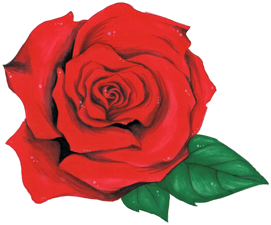 Rose By Olsikowa On Deviantart - Olsikowa Róża (1024x897)