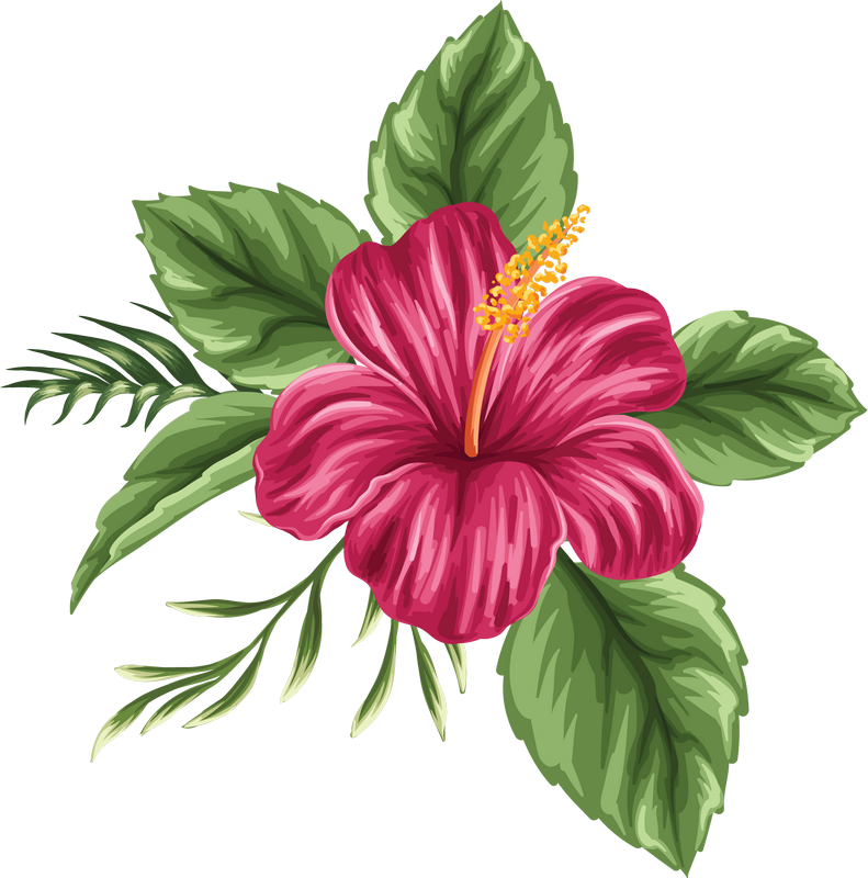 Image Du Blog Hibiscus Pinterest Blog - Drawing Flowers (791x800)