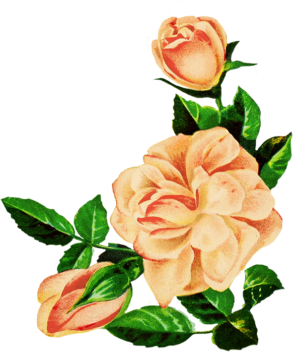 Rose Clipart - Transparent Flower Drawing Png (604x709)