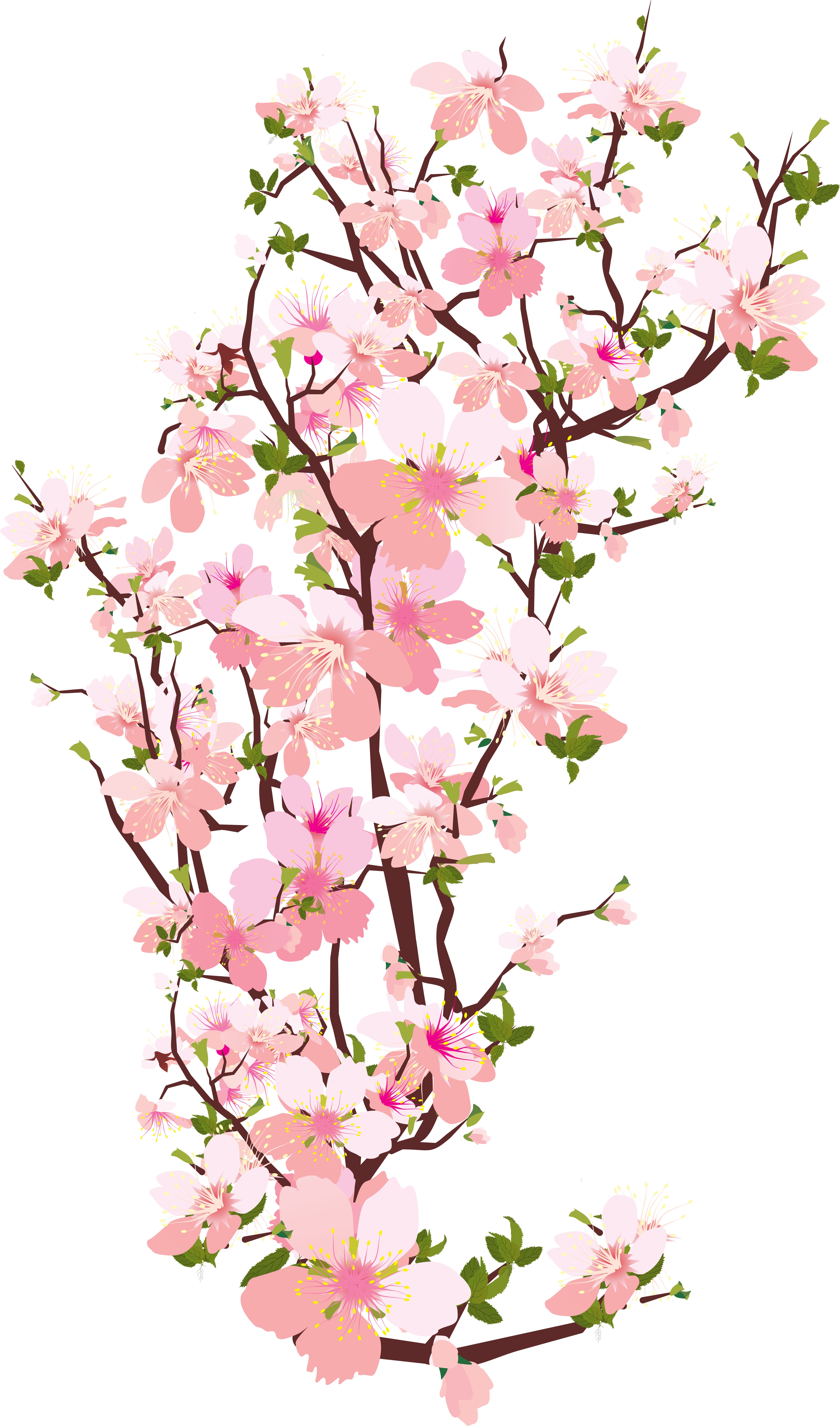 Blossom Clipart Japanese Cherry Blossom - Cherry Blossom Clipart Transparent (4338x7223)