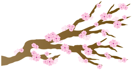Cherry Blossom Blossoms Japanese Branch Ch - Cartoon Cherry Blossom Transparent (440x340)