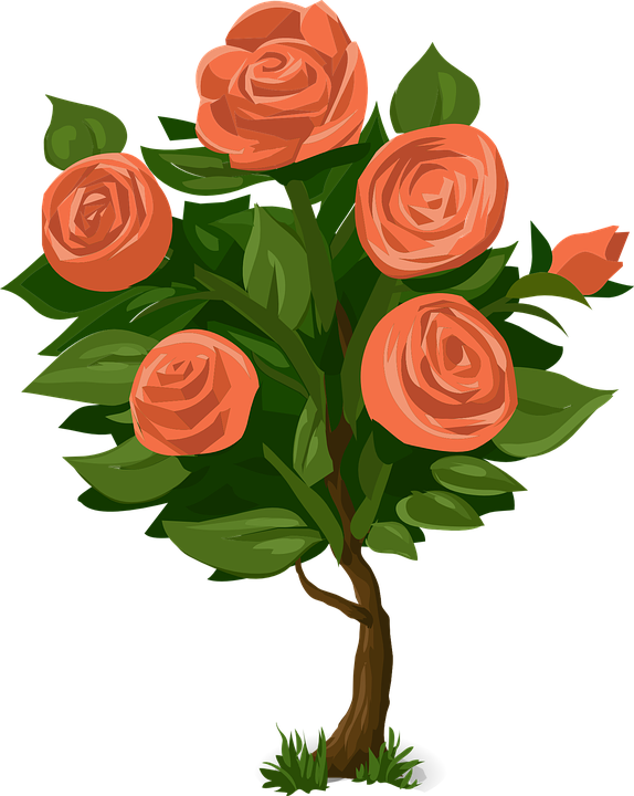 Rose Clipart Rose Tree - Rose Bush Clip Art (574x720)