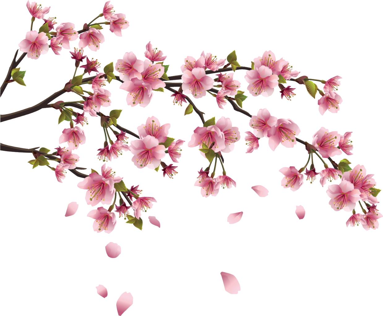This Page Contains Information About Japanese Flower - Cherry Blossom Branch (1239x1024)