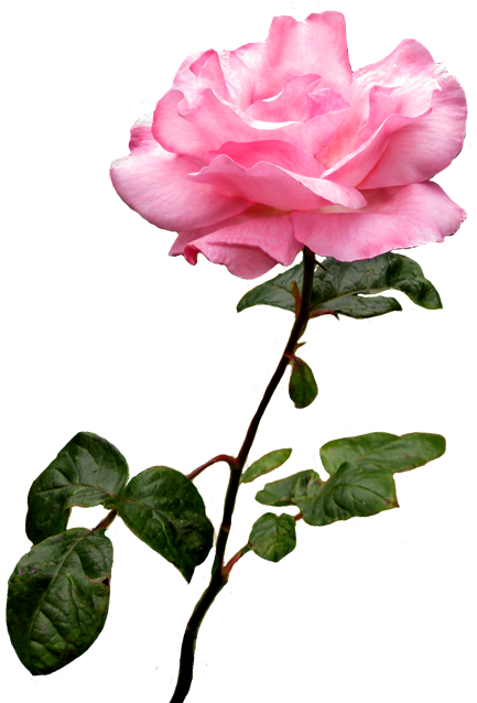 Pink Wild Rose Clip Art, Pink Rose Image - Pink Rose Clip Art (709x709)