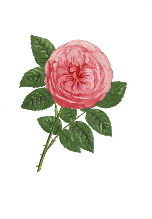 Explore Transparent Flowers, Rose Prints, And More - Giclee Painting: Grobon's Anna De Diesbach Rose, Hybrid, (525x800)