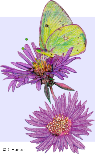 Color Nature Drawings - Color Nature Drawings (309x500)