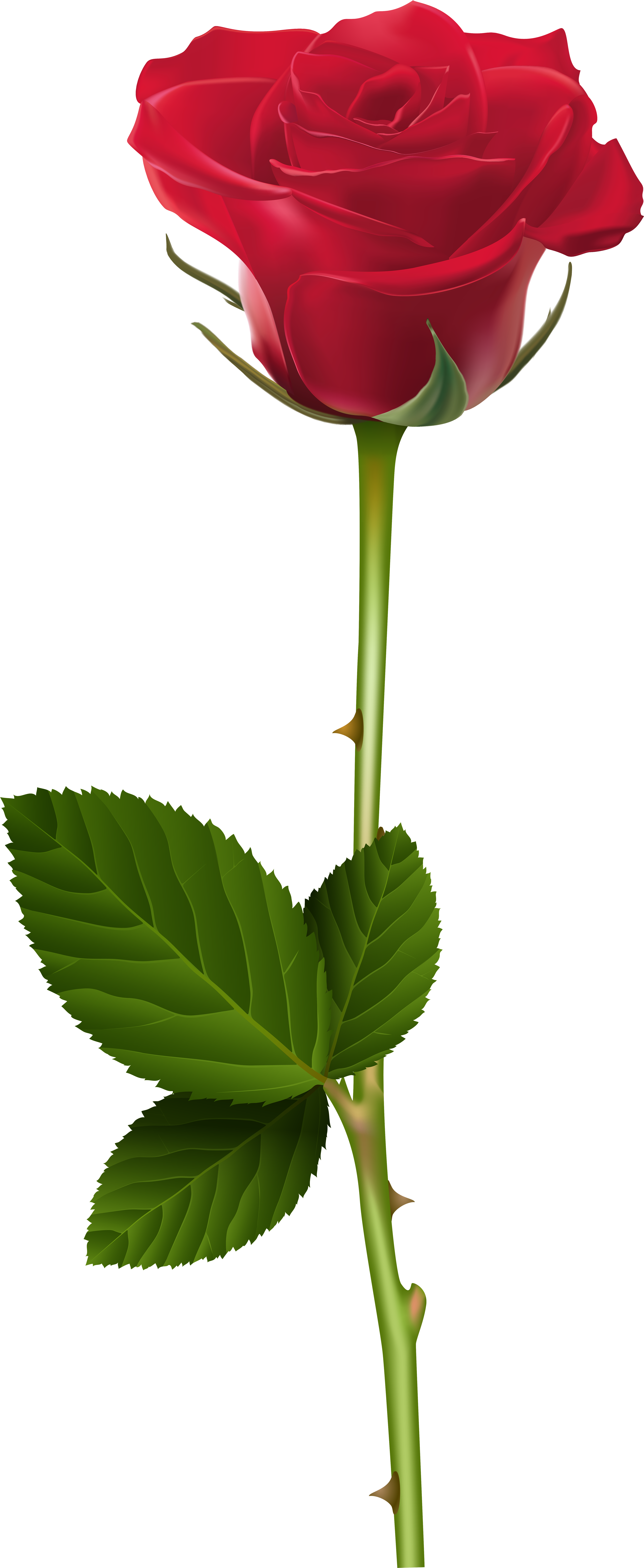 Red Rose Png Transparent Clip Art Image - Png Transparent Rose Png (3311x8100)