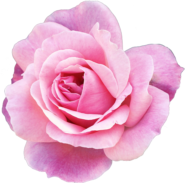 Pink Rose Clipart Png Tumblr - Exo Kyungsoo Edit (640x633)