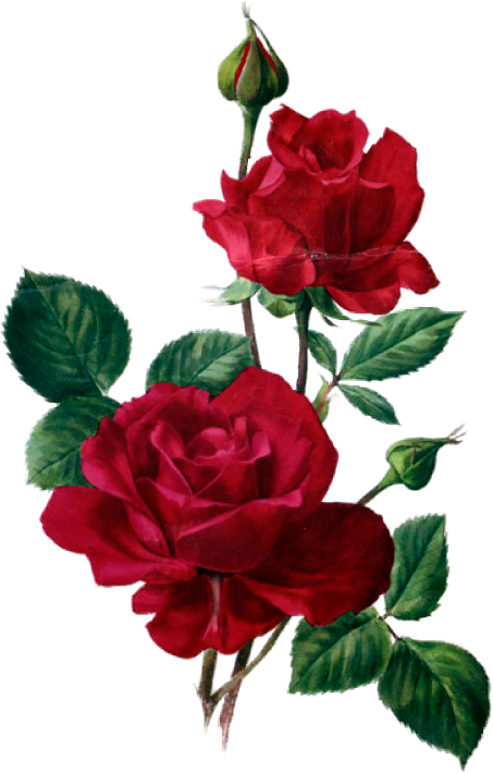 Розы - Bansuansukdee Paper For Decoupage Vintage Style And (453x710)