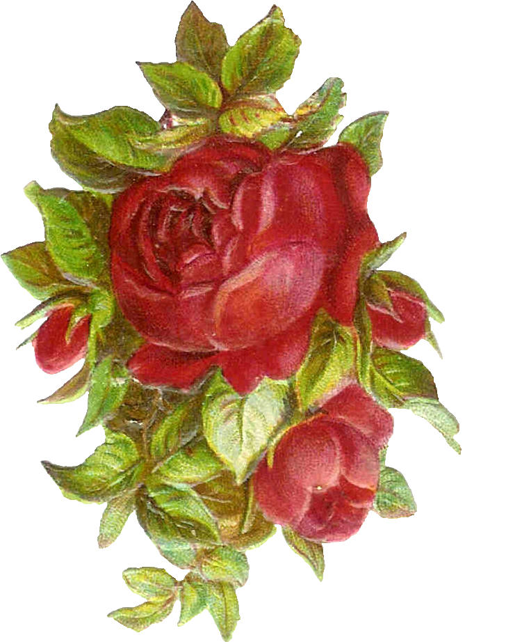 Vintage Roses Images - Vintage Roses Images (814x1116)