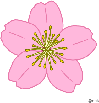 Spring Blossom Clip Art - Single Cherry Blossom Flower (400x400)