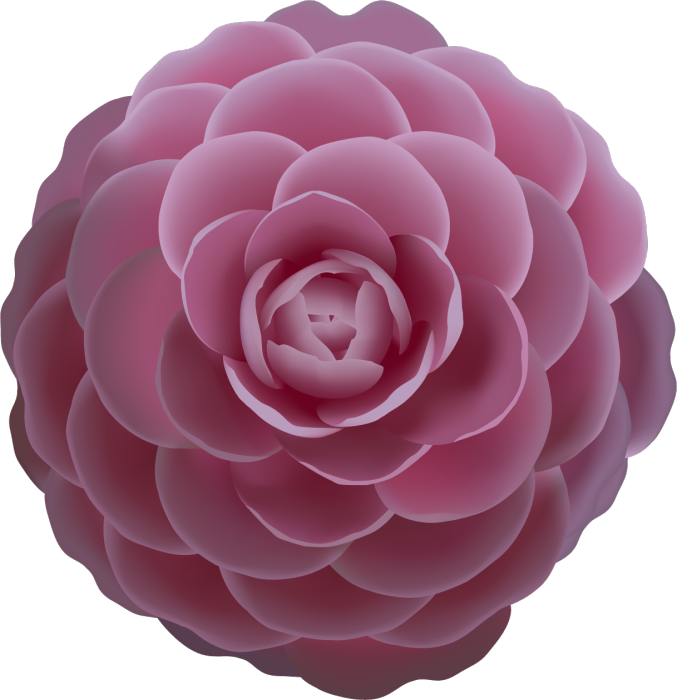 Camellia Rose Clip Art - Adobe Illustrator (677x700)