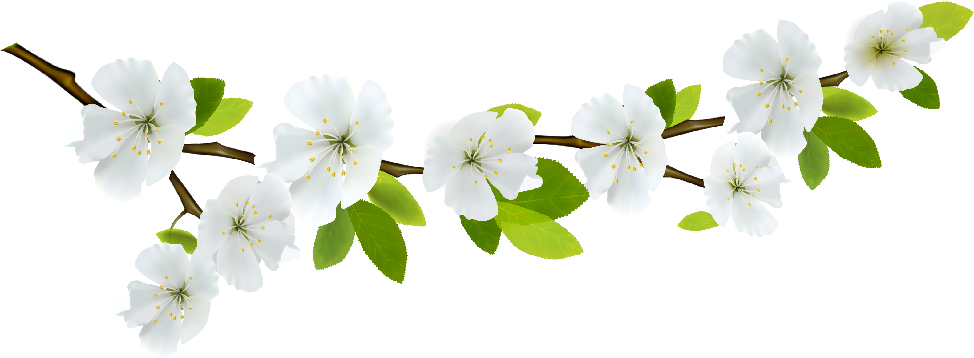 Branch Clipart Spring - Spring Leaves Png (3285x1237)