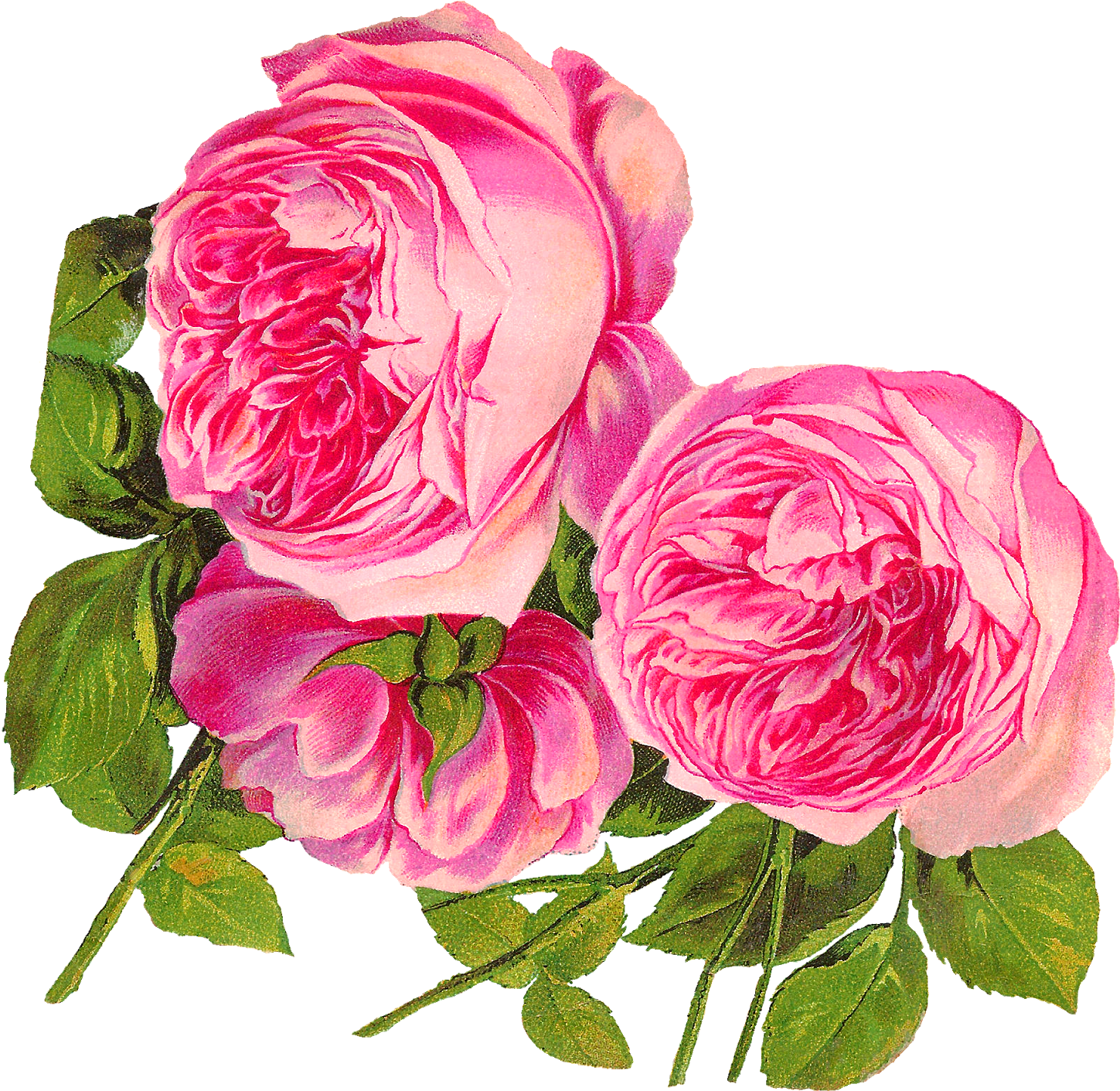 Flower Clip Art 9746 Free Downloads Vecteezy,flower - Pinkrose Flower Clip Art (1600x1516)