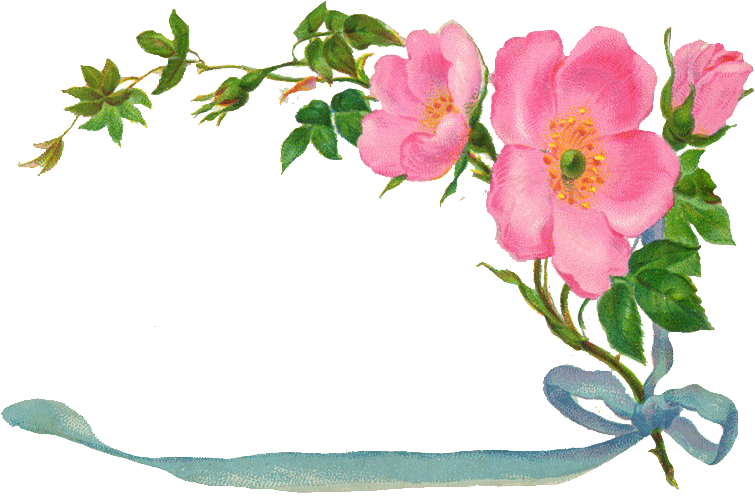 Vintage Flower Transparents Clipart Free - Aşk-ı Mesnevi Yason Yayıncılık (800x554)