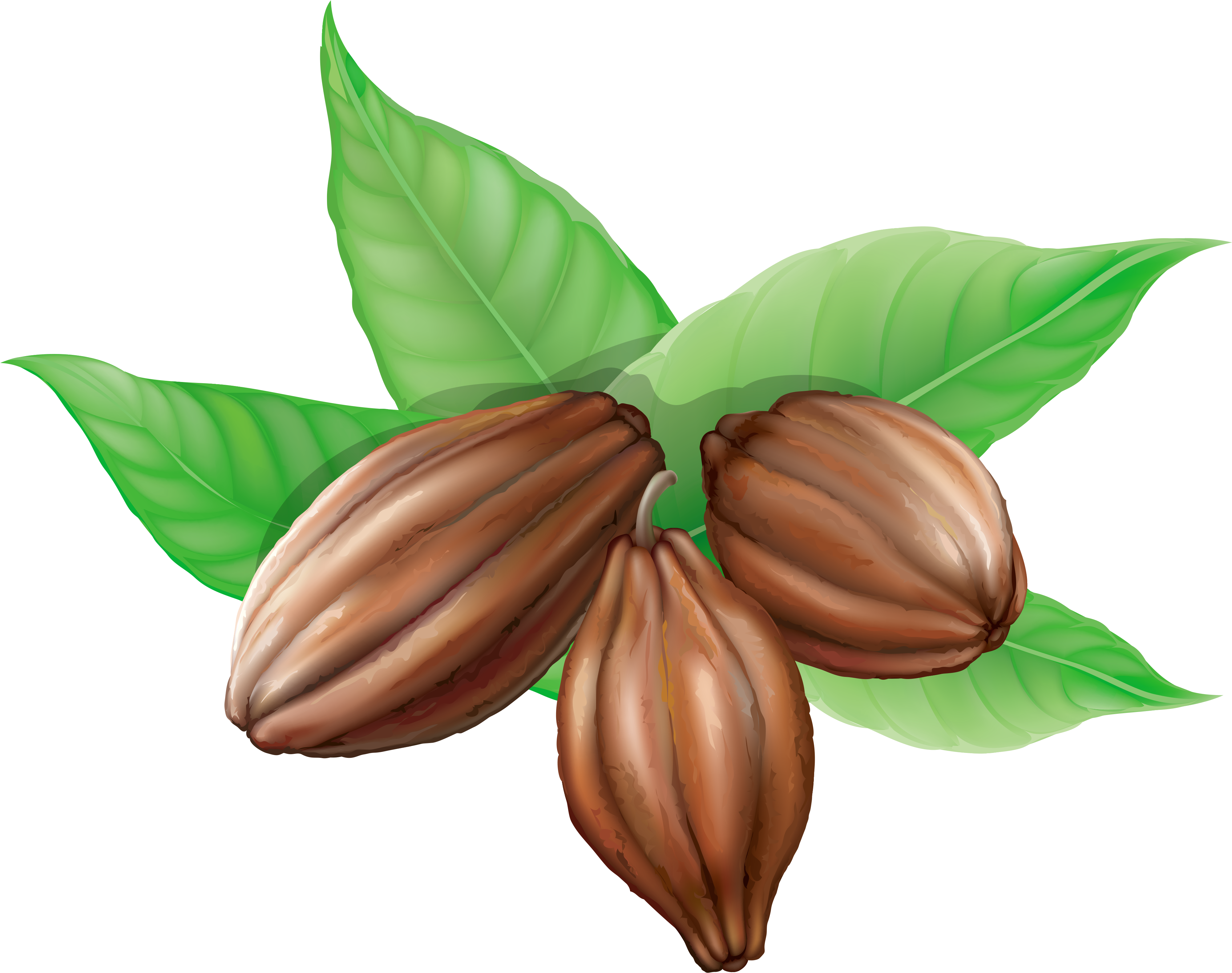 Cocoa Bean Clipart Clipartxtras Cocoa Bean Plant Cocoa - Cacao Beans Clip Art (4112x3291)