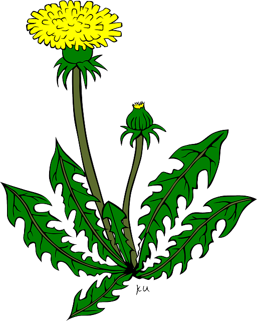 Sign Up Now For An Exciting Event On September 17th - Dandelion Clipart (513x640)