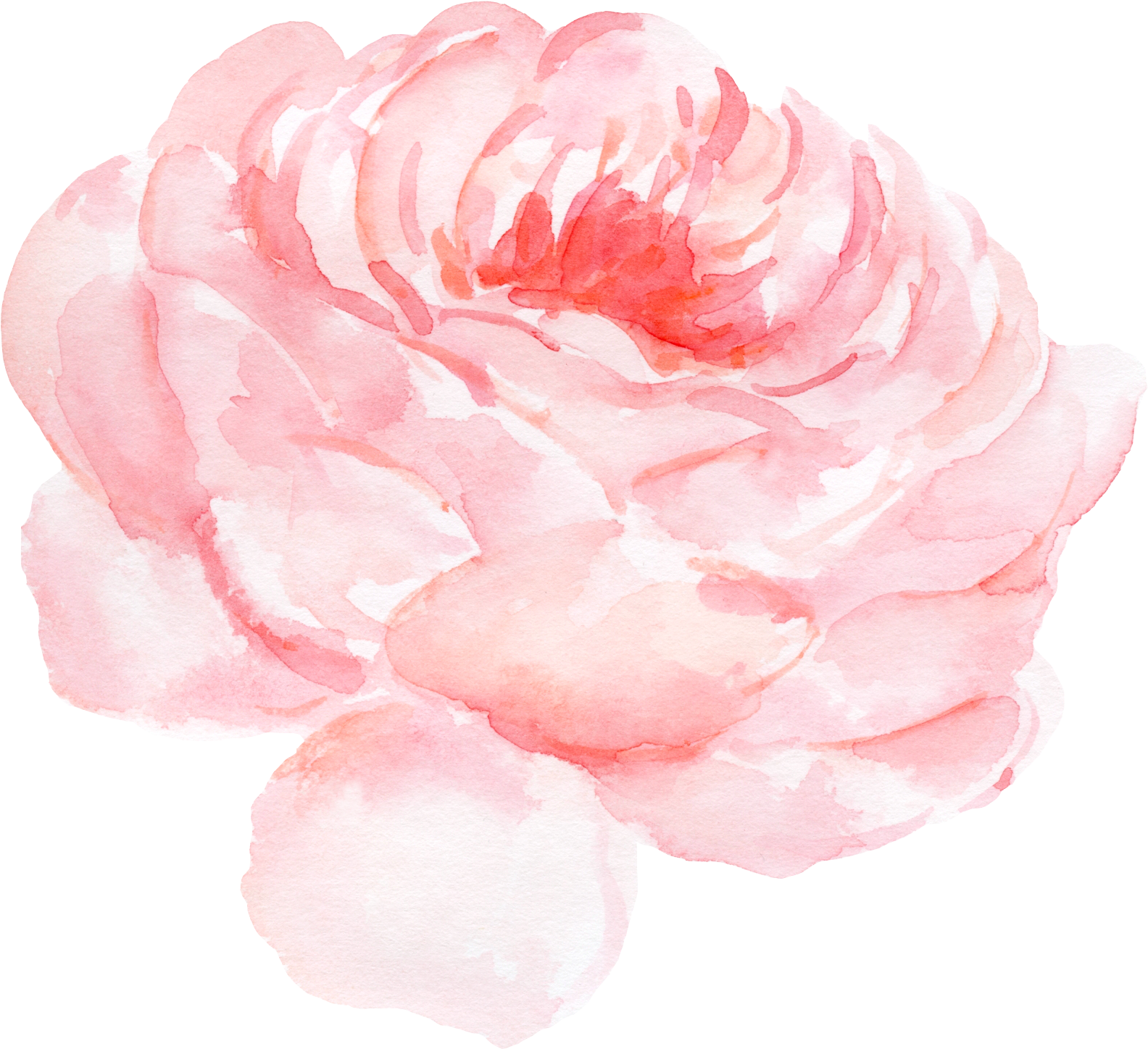 Paper Centifolia Roses Watercolor Painting Clip Art - Paper Centifolia Roses Watercolor Painting Clip Art (1602x1501)