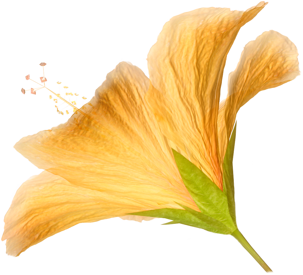 Flower Orange Hibiscus Clip Art - Flower Orange Hibiscus Clip Art (1015x919)
