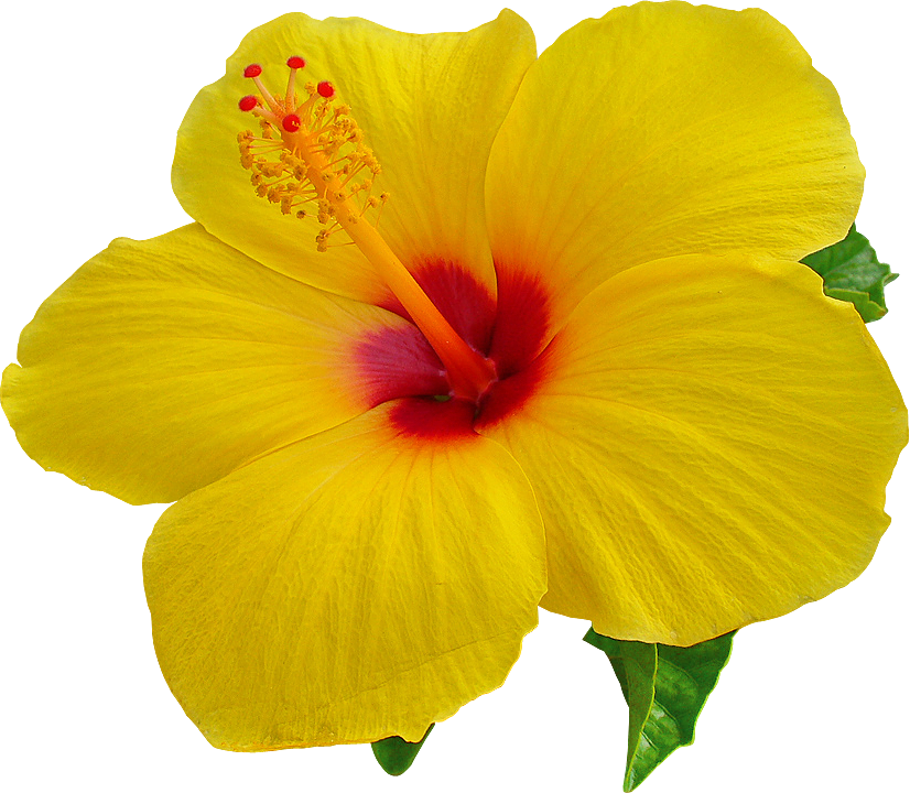 Hawaii Desktop Wallpaper Hibiscus Clip Art - Hawaii Desktop Wallpaper Hibiscus Clip Art (826x720)