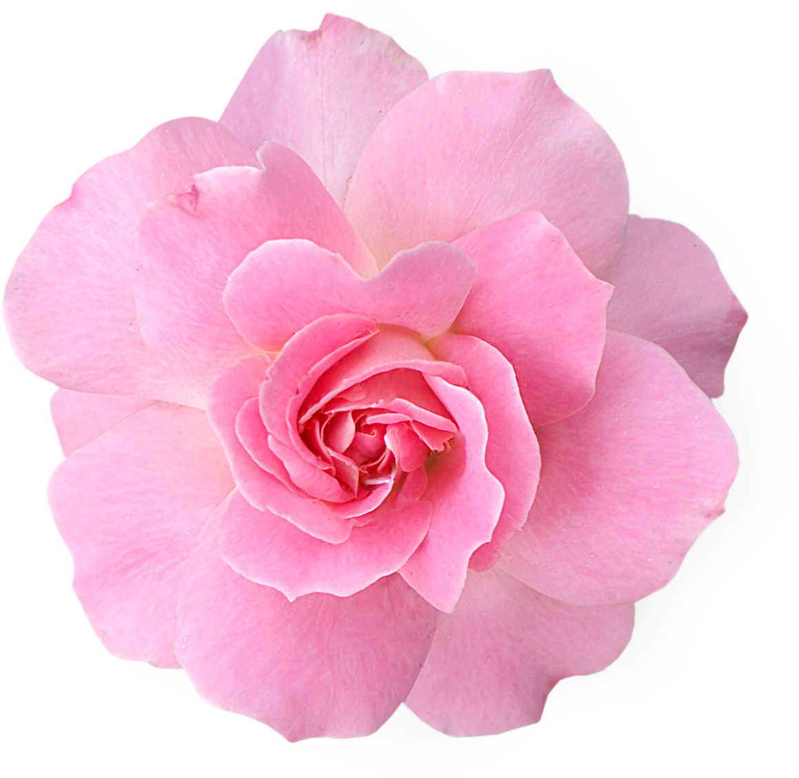 Rose Clipart Real - Pink Flower Transparent Png (1159x1128)